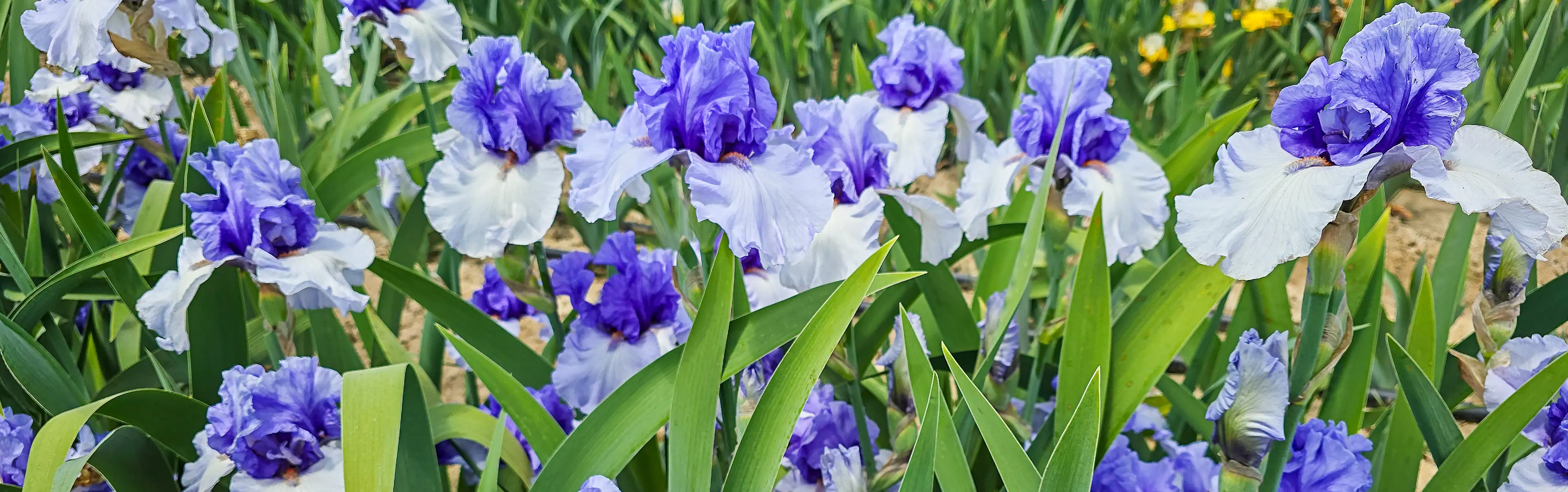 Bring Your Garden to Life