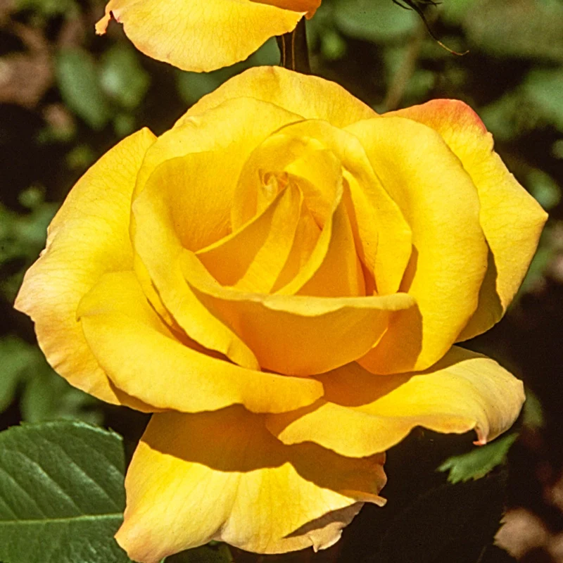 Roses on Sale